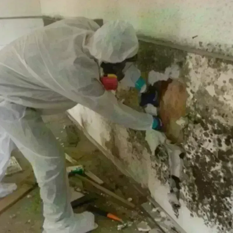 Mold Remediation and Removal in Bunker Hill, IL